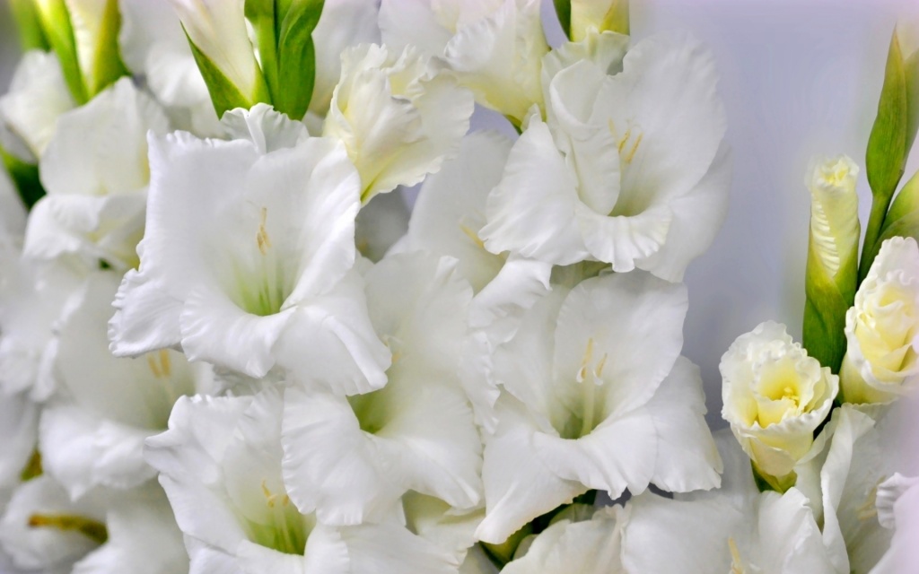 gladiol.jpg gladiol.jpg